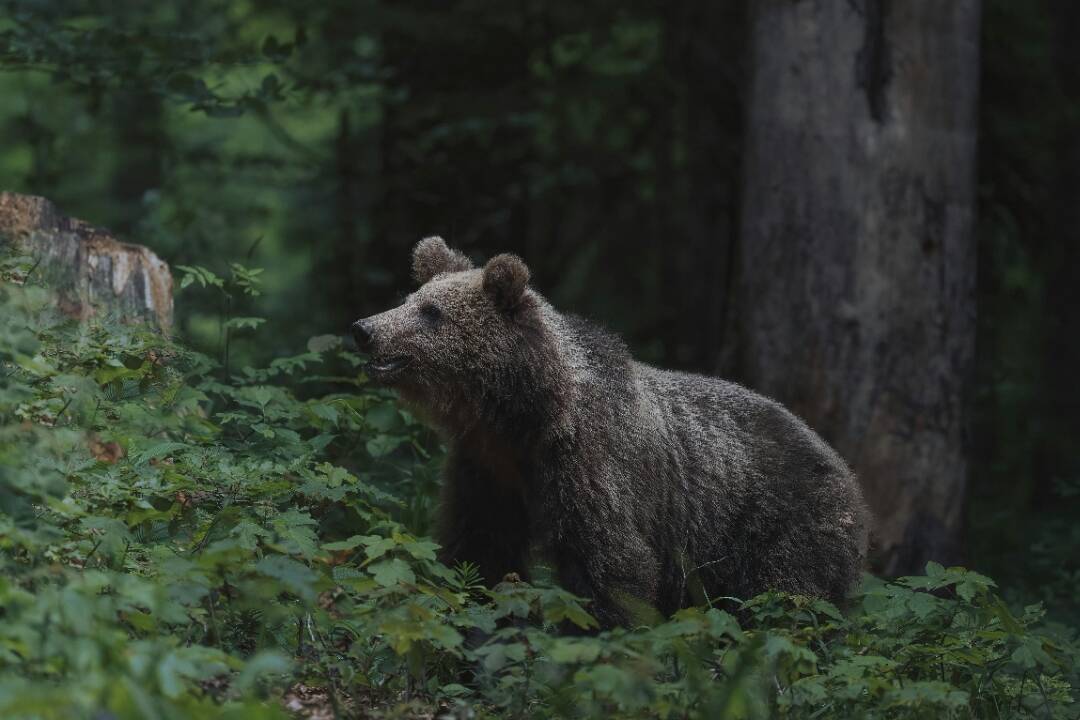 Foto: Pri obci Horná Mičiná spozorovali medveďa. Pohyboval sa v blízkosti rodinných domov