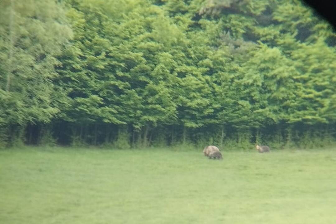 Foto: Dávajte pozor: V obci Horná Ves videli medvedicu s mláďatami. Podľa miestnych sa pohybovali na starom lyžiarskom vleku