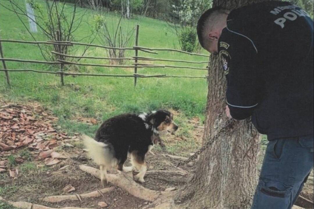 Foto: Mestská polícia zachraňovala v Brezne dvoch psíkov na reťazi. Boli plní parazitov, bez vody i jedla