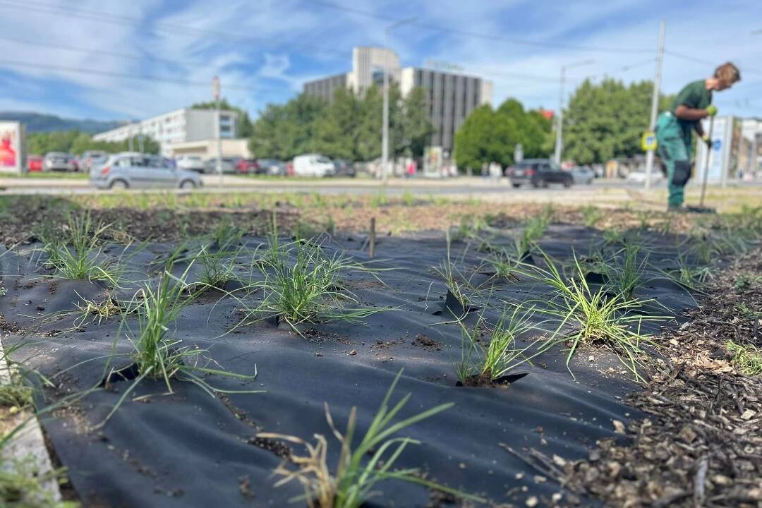 Foto: Banskú Bystricu spestrí 58-tisíc kvetov. Trvalky budú ďalším krokom k udržateľnosti