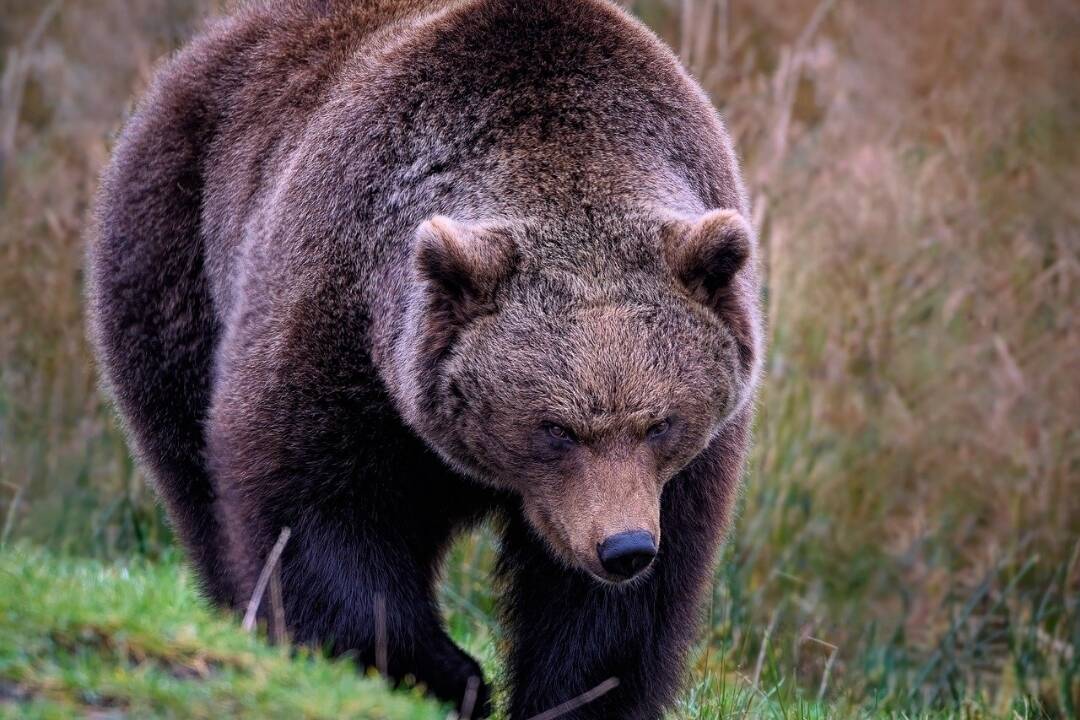 Foto: Pri Kremnici videli medveďa, pohyboval sa v blízkosti rodinných domov. V tejto lokalite buďte opatrní