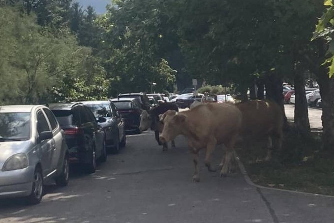 FOTO: Kravy na sídlisku? V Banskej Bystrici sa prechádzali už viackrát, mestská polícia reaguje