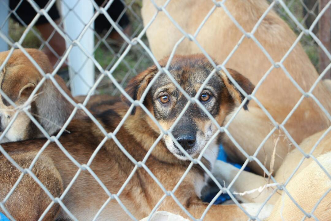 Žena hľadá majiteľku dogy, ktorá jej pri Banskej Bystrici napadla psa. Má tržné rany a zlomené rebrá 