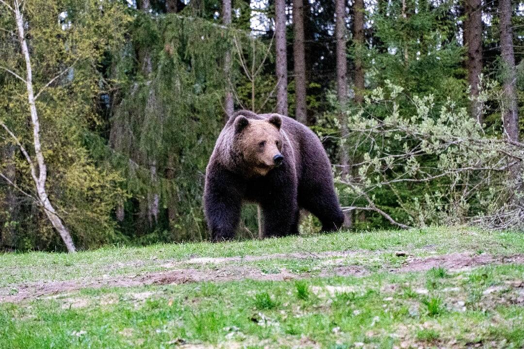 Foto: V okrese Brezno vyhlásili stav mimoriadnej situácie. Dôvodom je výskyt medveďov v blízkosti domov