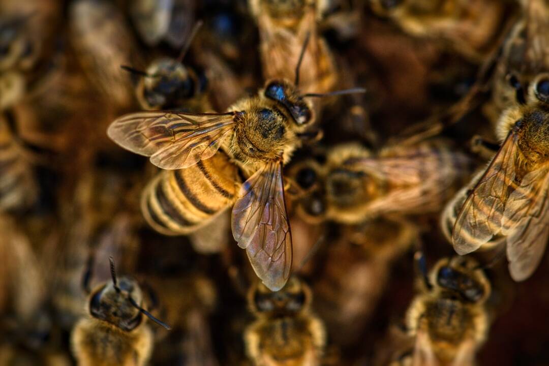 Foto: Betónová džungľa v Bystrici kvitne aj vďaka deťom. Včely sú na školskom dvore už tretí rok