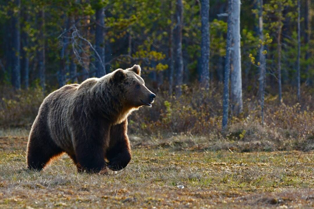 Foto: Nad Podkonicami videli počas dňa medveďa, pohyboval sa v blízkosti obývaných častí obce