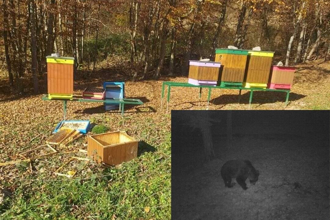 Foto: V okolí Žiarskej chaty úradovali medvede. Na týchto miestach by ste mali zvýšiť pozornosť