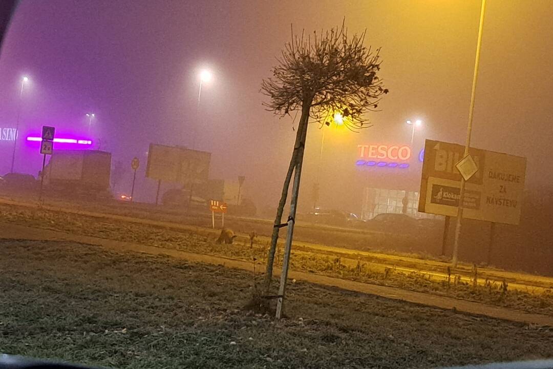 FOTO: Zvolenčanka na Západe zahliadla netradičného návštevníka. Stretli ste ho už aj vy?