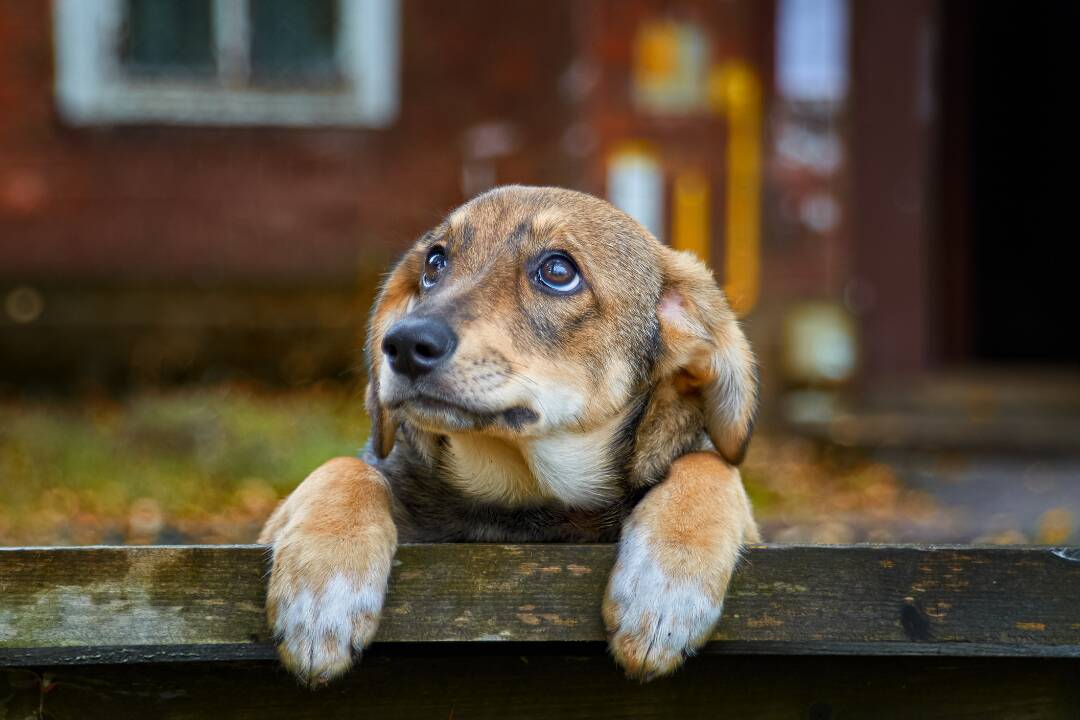 Foto: Zvolenčan sa dostal do ťažkej situácie. Ľuďom ponúka svojho psa, inak príde o bývanie