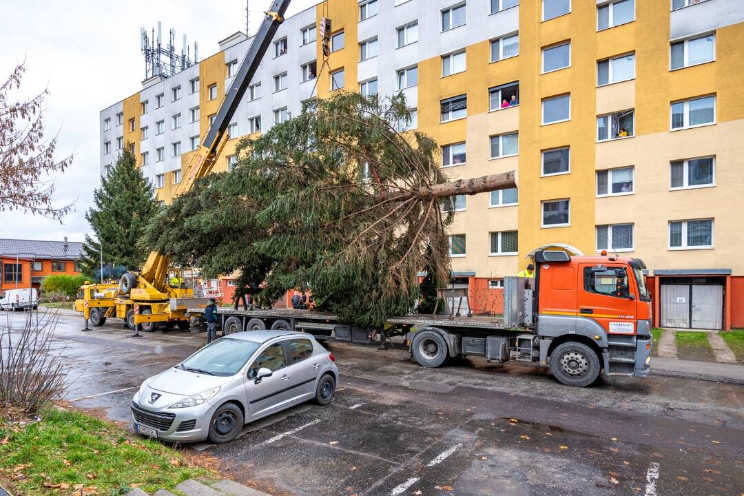 FOTO: Pozrite si, ako sa dostal vianočný stromček aj na námestie v Žiari nad Hronom