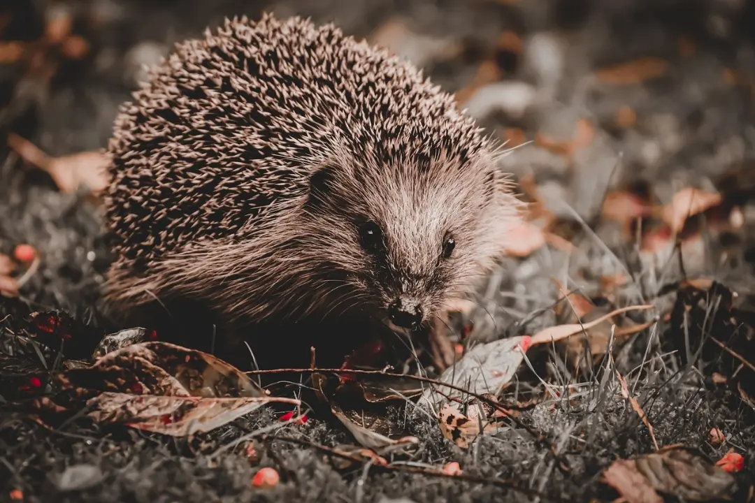 Foto: Našli ste ježka, ktorý vyzerá ako mŕtvy? Nepochovávajte ho, môže len hibernovať