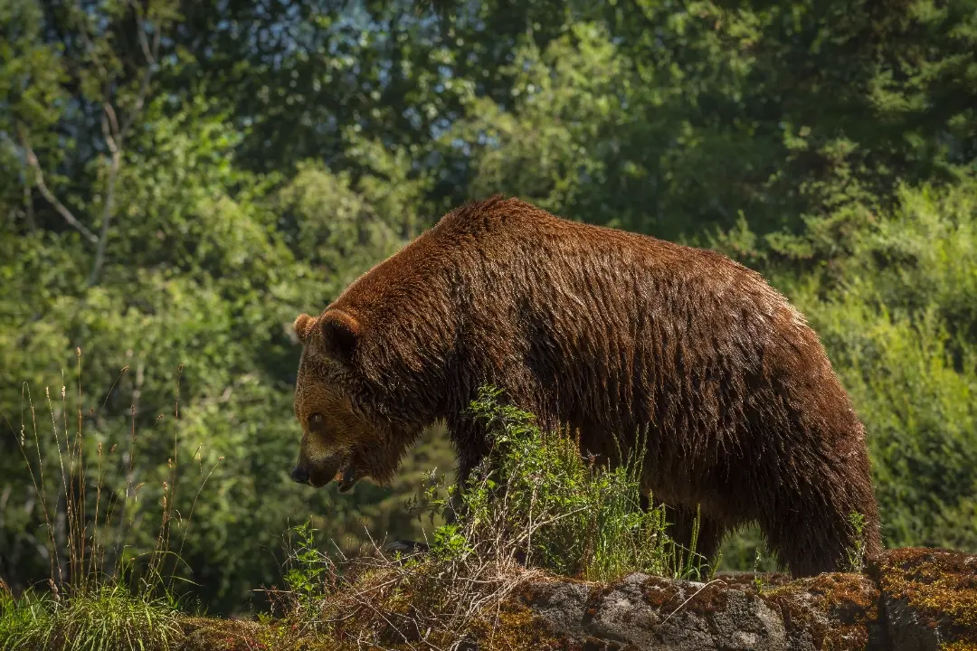 Foto: V obci pri Lučenci sa nachádza nebojácny medveď. Nestráni sa ľudí, čím predstavuje veľké riziko