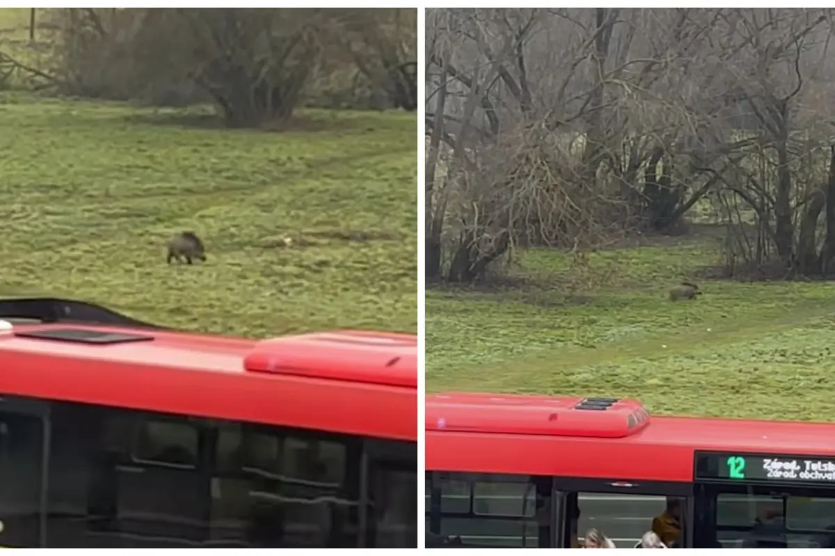 Foto: VIDEO: Vo Zvolene pri zastávke striehne diviak, ľudia pred ním utekajú, nie je to po prvýkrát 