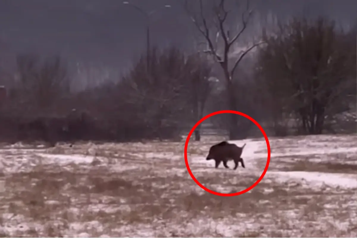 Foto: VIDEO: Vo Zvolene sa pohybuje diviak. Podľa miestnych sa to deje pravidelne, už mu aj vymysleli mená