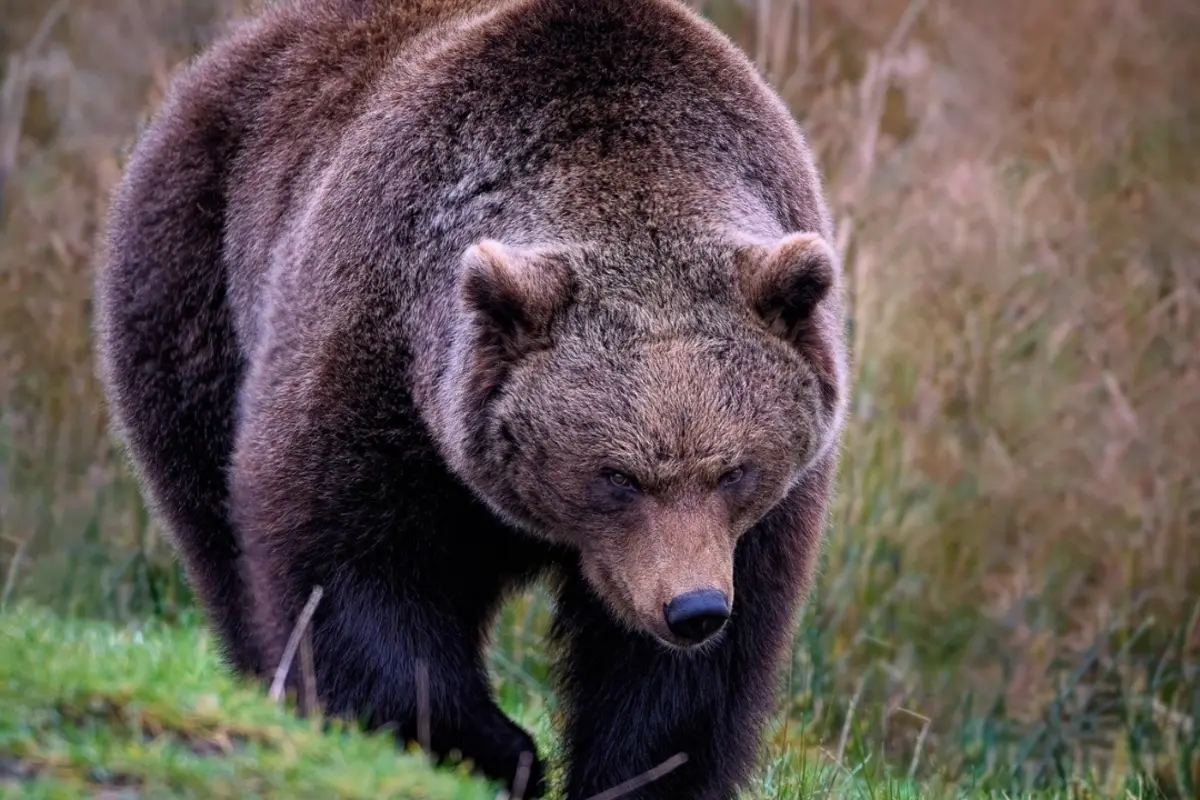 Foto: V Chránenej krajinnej oblasti Poľana zaútočil medveď na poľovníka. Muž skončil v nemocnici s viacerými poraneniami