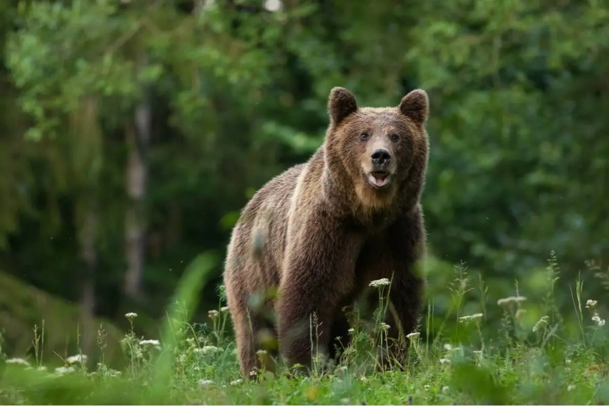 Foto: Linka pre nahlasovanie výskytu medveďa hnedého skončila. Kam volať po novom?