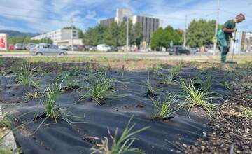 Banskú Bystricu spestrí 58-tisíc kvetov. Trvalky budú ďalším krokom k udržateľnosti