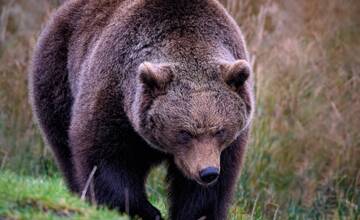 Mimoriadna situácia v spojitosti s výskytom medveďa hnedého je nateraz odvolaná