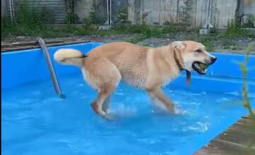 VIDEO: Percy odštartoval bazénovú sezónu. Psíky v útulku v Brezne sa tešia vlastnému kúpalisku
