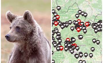 V obci neďaleko Lučenca videli medvedicu s mladým. Obyvatelia sú vyzvaní k zvýšenej opatrnosti