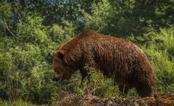 V obci pri Lučenci sa nachádza nebojácny medveď. Nestráni sa ľudí, čím predstavuje veľké riziko