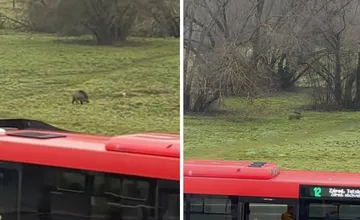 VIDEO: Vo Zvolene pri zastávke striehne diviak, ľudia pred ním utekajú, nie je to po prvýkrát 