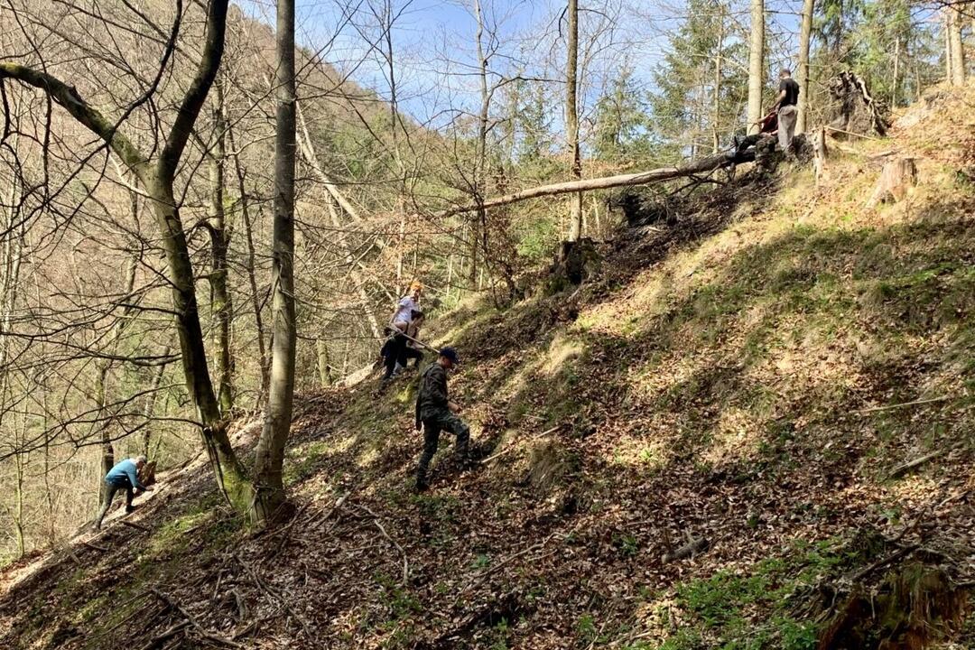 FOTO: Do lesov v Banskej Bystrici pribudne hojný počet nových stromčekov, foto 2