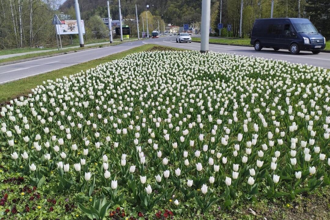 FOTO: Banskú Bystricu spestrí takmer 58-tisíc vysadených kvetov, foto 5