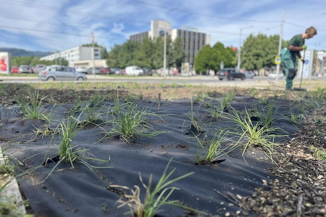 FOTO: Banská Bystrica inovuje svoje kvetinové záhony. Vysadí 58-tisíc trvaliek, foto 5