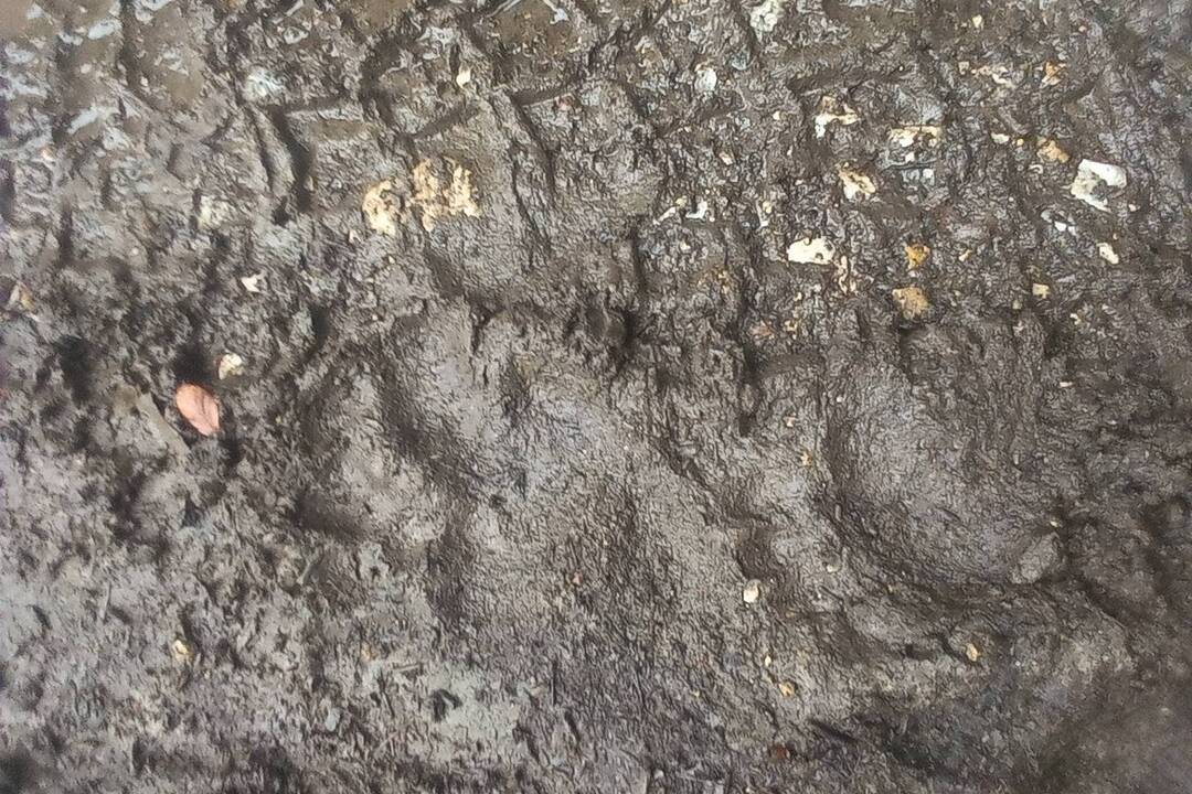 FOTO: Pri Slavošovskom a Koprášskom tuneli sa našli stopy medvedej rodinky, foto 2