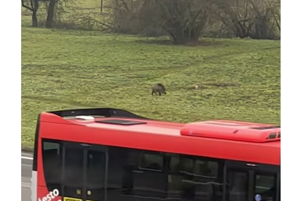 FOTO: Diviak bežel cez lúku v blízkosti občanov, foto 1