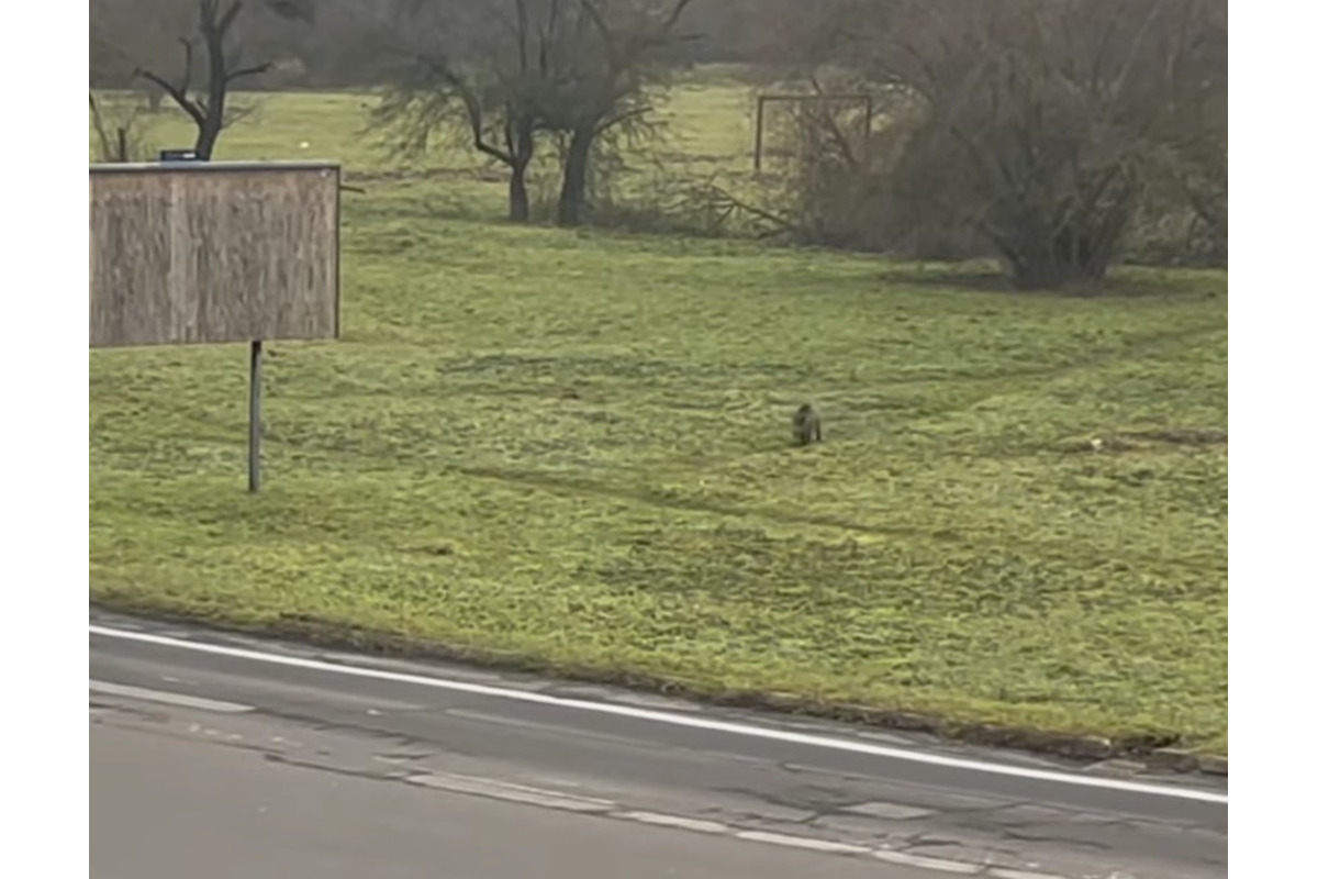 FOTO: Diviak bežel cez lúku v blízkosti občanov, foto 2